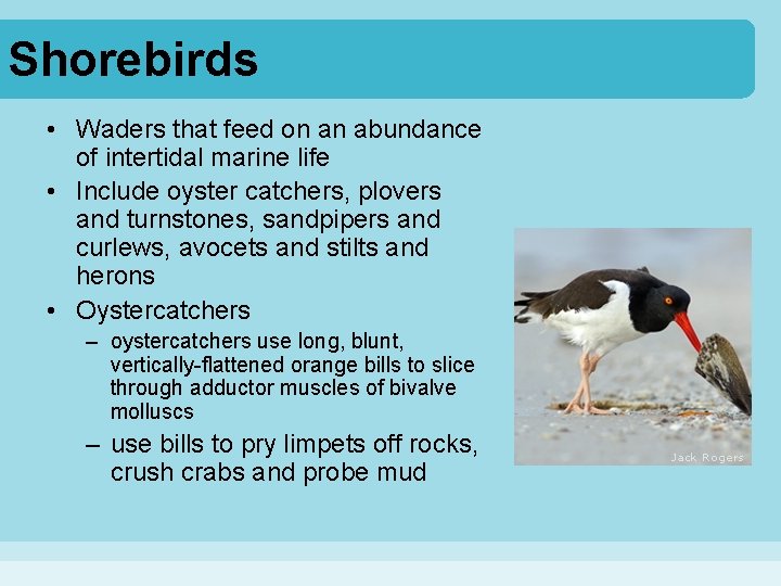 Shorebirds • Waders that feed on an abundance of intertidal marine life • Include