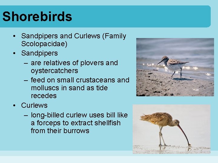 Shorebirds • Sandpipers and Curlews (Family Scolopacidae) • Sandpipers – are relatives of plovers
