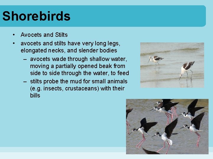 Shorebirds • Avocets and Stilts • avocets and stilts have very long legs, elongated