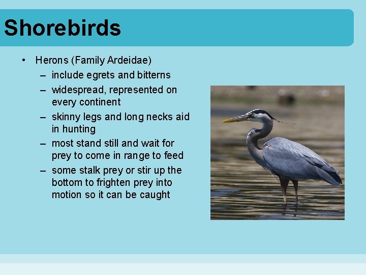 Shorebirds • Herons (Family Ardeidae) – include egrets and bitterns – widespread, represented on