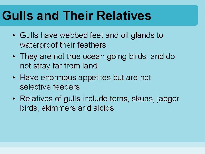 Gulls and Their Relatives • Gulls have webbed feet and oil glands to waterproof