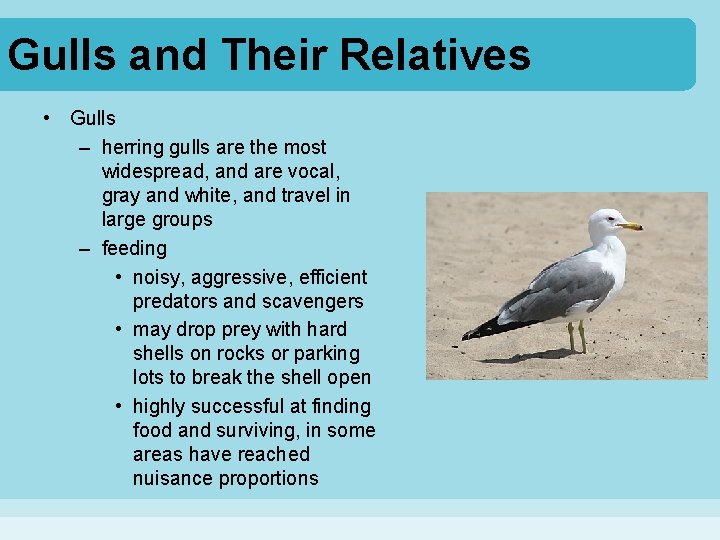 Gulls and Their Relatives • Gulls – herring gulls are the most widespread, and