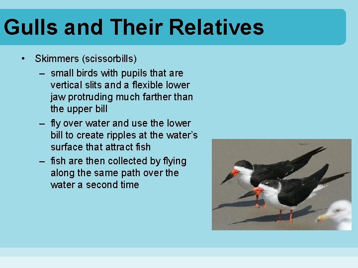 Gulls and Their Relatives • Skimmers (scissorbills) – small birds with pupils that are