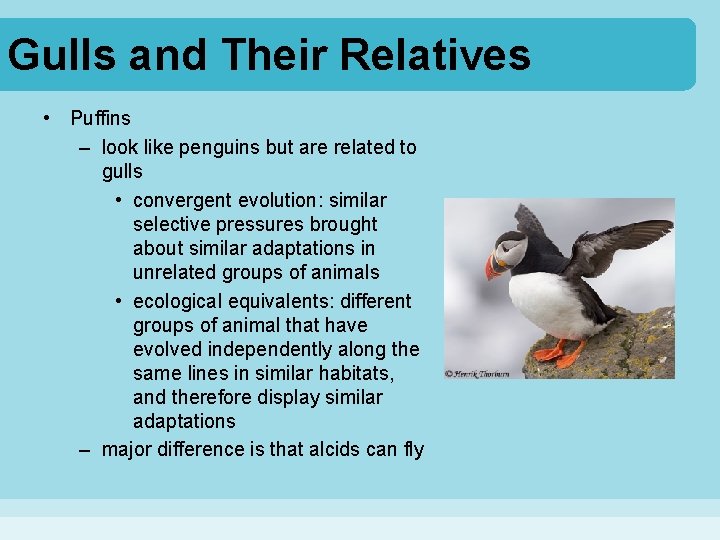 Gulls and Their Relatives • Puffins – look like penguins but are related to