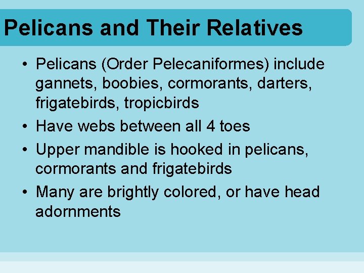 Pelicans and Their Relatives • Pelicans (Order Pelecaniformes) include gannets, boobies, cormorants, darters, frigatebirds,