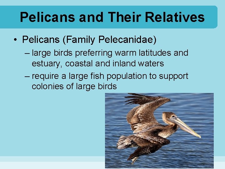 Pelicans and Their Relatives • Pelicans (Family Pelecanidae) – large birds preferring warm latitudes