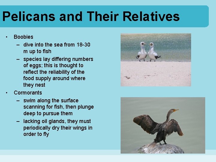Pelicans and Their Relatives • • Boobies – dive into the sea from 18