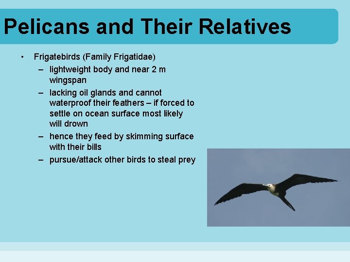 Pelicans and Their Relatives • Frigatebirds (Family Frigatidae) – lightweight body and near 2