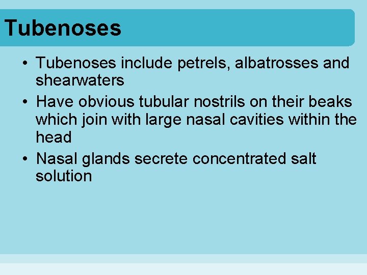 Tubenoses • Tubenoses include petrels, albatrosses and shearwaters • Have obvious tubular nostrils on