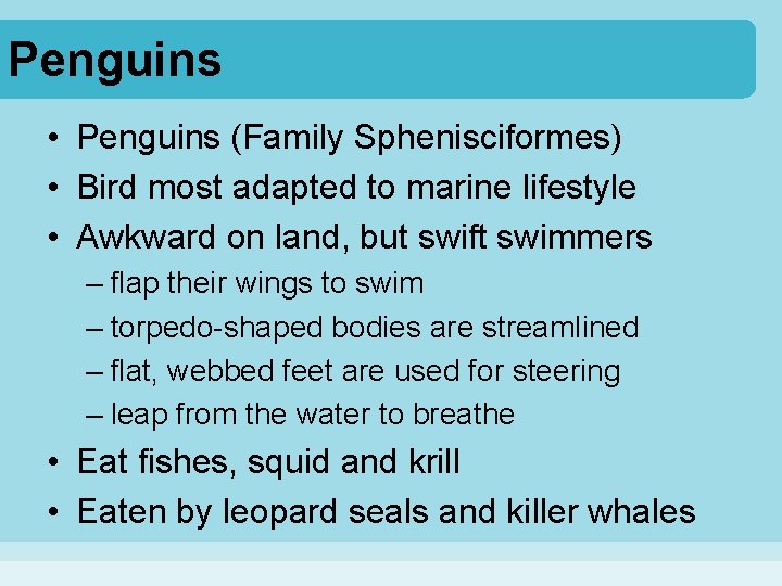 Penguins • Penguins (Family Sphenisciformes) • Bird most adapted to marine lifestyle • Awkward