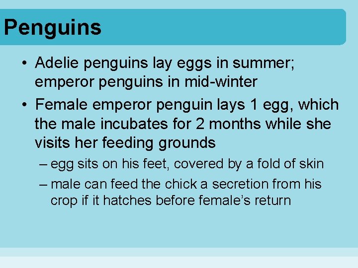 Penguins • Adelie penguins lay eggs in summer; emperor penguins in mid-winter • Female