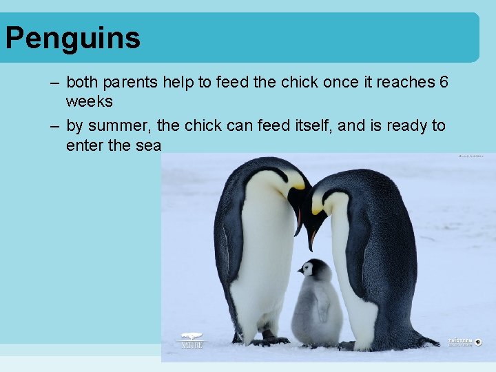 Penguins – both parents help to feed the chick once it reaches 6 weeks