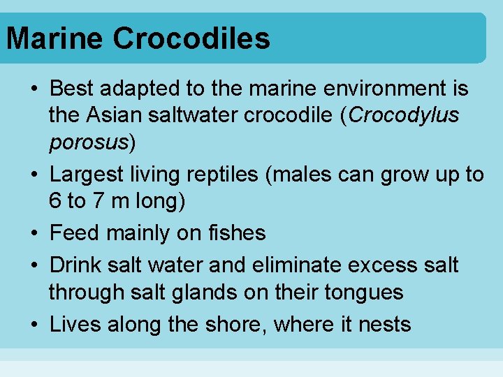 Marine Crocodiles • Best adapted to the marine environment is the Asian saltwater crocodile