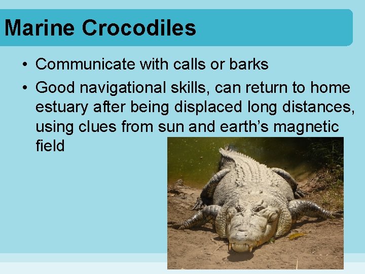 Marine Crocodiles • Communicate with calls or barks • Good navigational skills, can return
