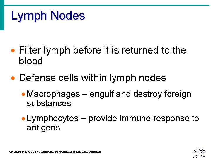 Lymph Nodes · Filter lymph before it is returned to the blood · Defense
