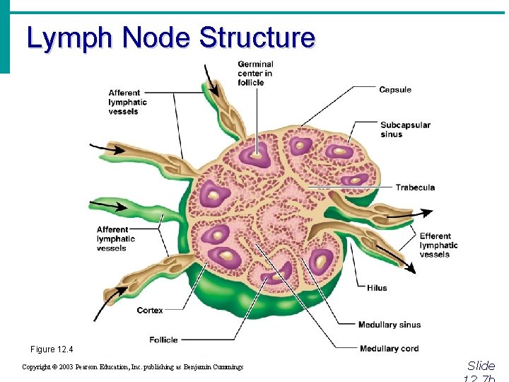 Lymph Node Structure Figure 12. 4 Copyright © 2003 Pearson Education, Inc. publishing as