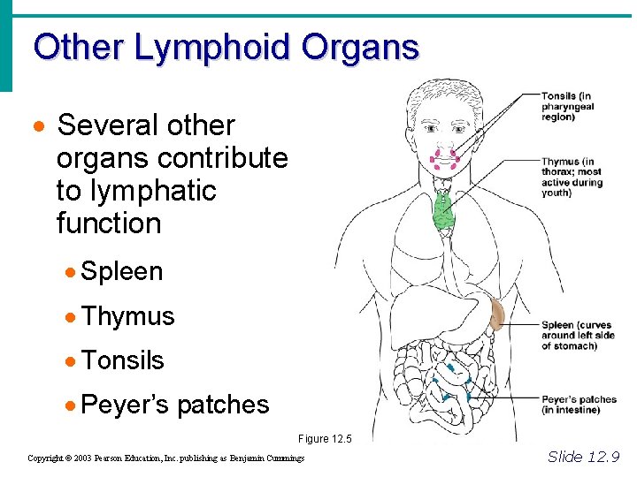 Other Lymphoid Organs · Several other organs contribute to lymphatic function · Spleen ·