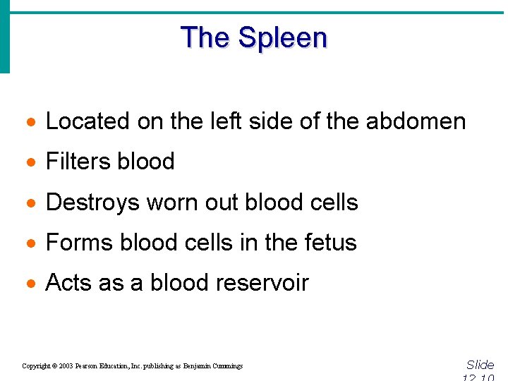 The Spleen · Located on the left side of the abdomen · Filters blood