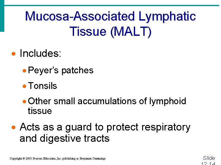 Mucosa-Associated Lymphatic Tissue (MALT) · Includes: · Peyer’s patches · Tonsils · Other small