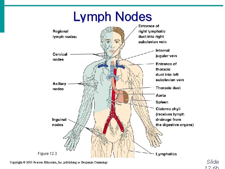 Lymph Nodes Figure 12. 3 Copyright © 2003 Pearson Education, Inc. publishing as Benjamin