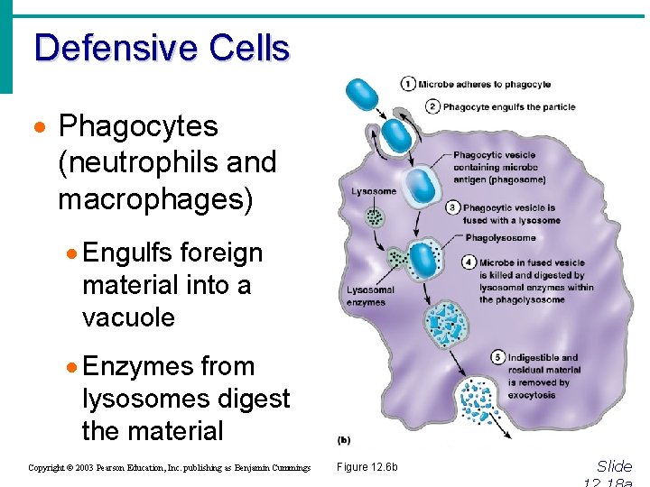 Defensive Cells · Phagocytes (neutrophils and macrophages) · Engulfs foreign material into a vacuole