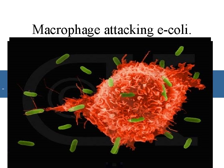 Macrophage attacking e-coli. • 