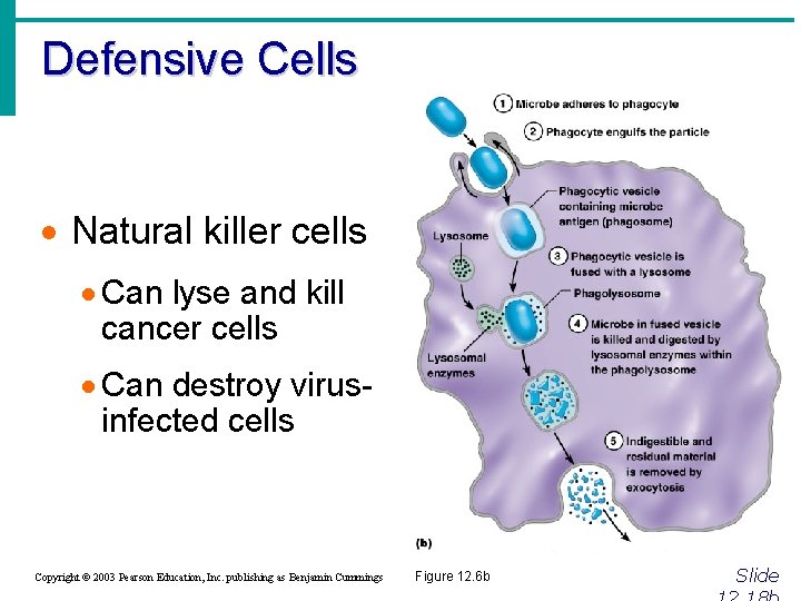 Defensive Cells · Natural killer cells · Can lyse and kill cancer cells ·