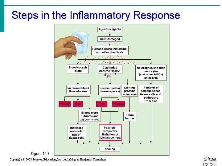 Steps in the Inflammatory Response Figure 12. 7 Copyright © 2003 Pearson Education, Inc.