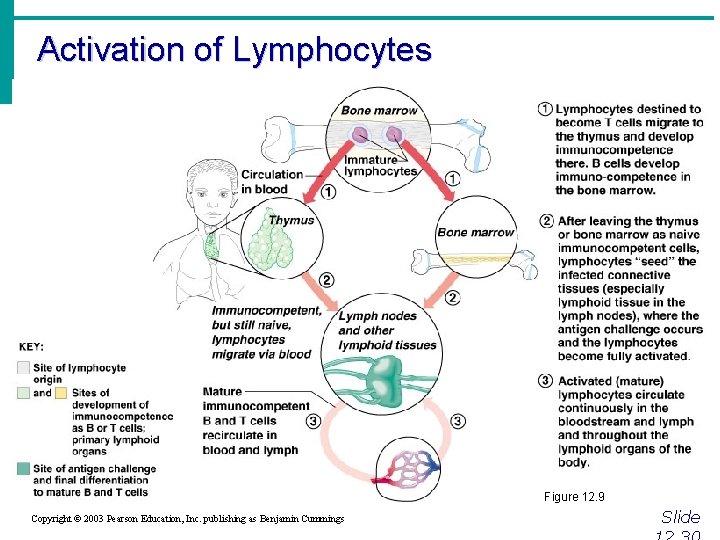 Activation of Lymphocytes Figure 12. 9 Copyright © 2003 Pearson Education, Inc. publishing as