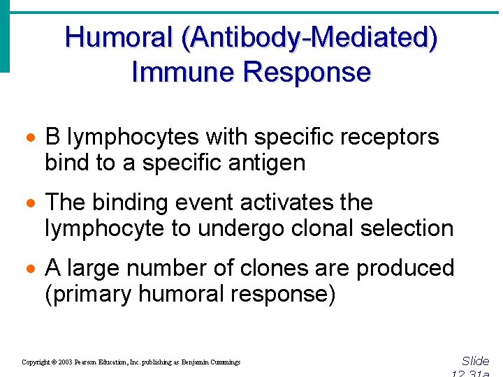 Humoral (Antibody-Mediated) Immune Response · B lymphocytes with specific receptors bind to a specific