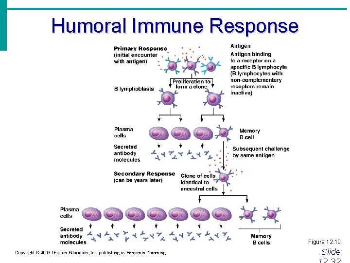 Humoral Immune Response Figure 12. 10 Copyright © 2003 Pearson Education, Inc. publishing as