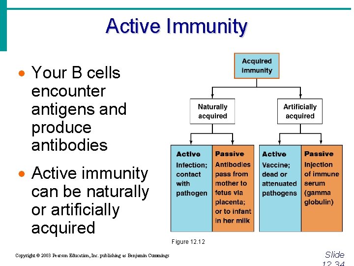 Active Immunity · Your B cells encounter antigens and produce antibodies · Active immunity