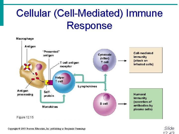 Cellular (Cell-Mediated) Immune Response Figure 12. 15 Copyright © 2003 Pearson Education, Inc. publishing