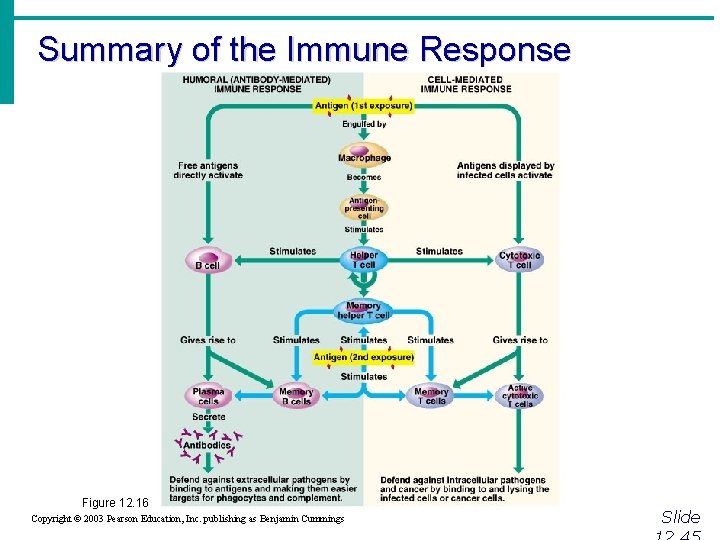 Summary of the Immune Response Figure 12. 16 Copyright © 2003 Pearson Education, Inc.