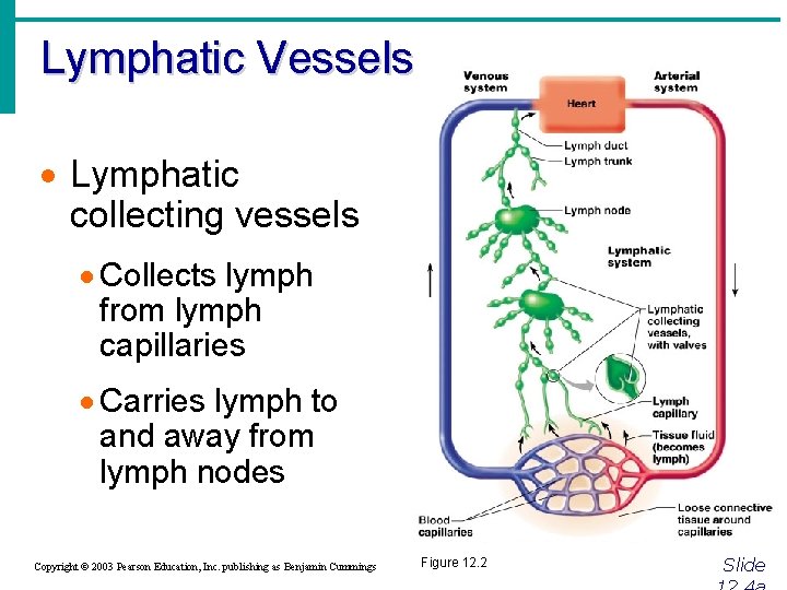 Lymphatic Vessels · Lymphatic collecting vessels · Collects lymph from lymph capillaries · Carries