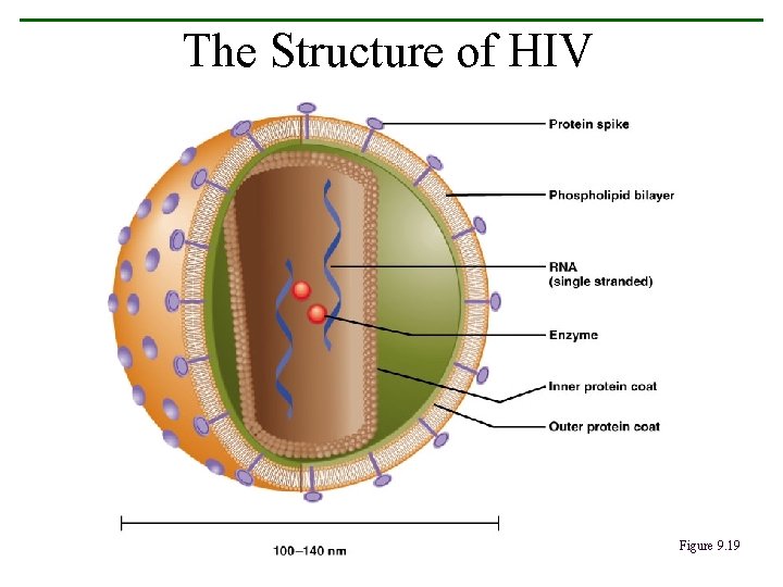 The Structure of HIV Figure 9. 19 