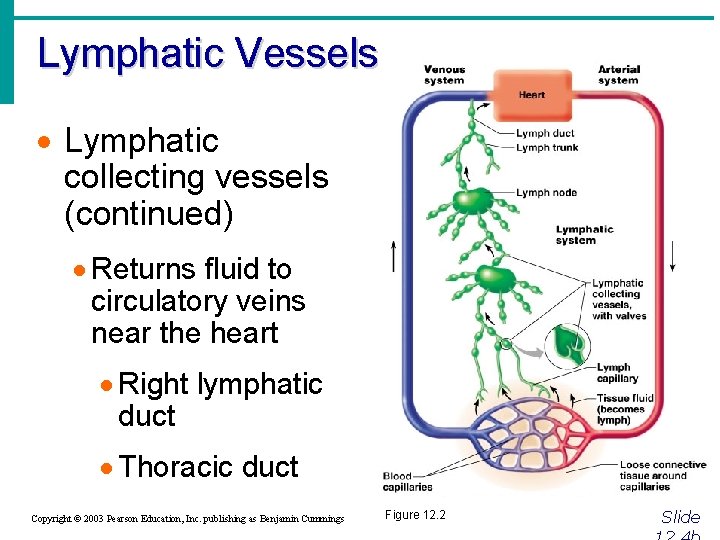 Lymphatic Vessels · Lymphatic collecting vessels (continued) · Returns fluid to circulatory veins near