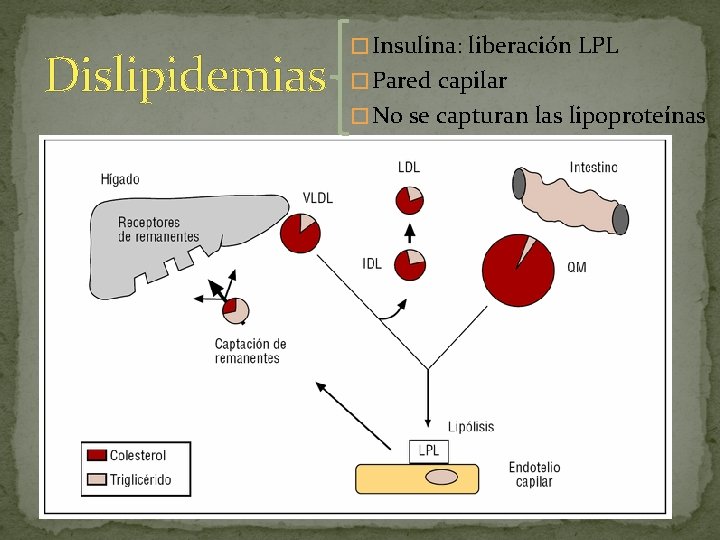 Dislipidemias � Insulina: liberación LPL � Pared capilar � No se capturan las lipoproteínas