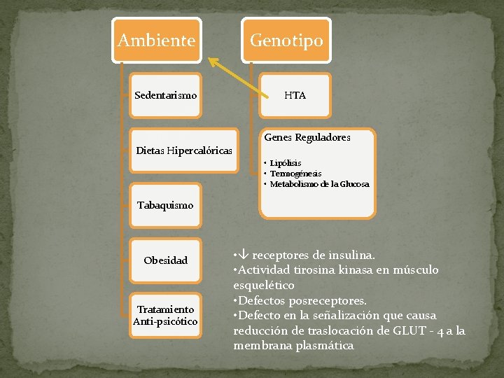 Ambiente Sedentarismo Dietas Hipercalóricas Genotipo HTA Genes Reguladores • Lipólisis • Termogénesis • Metabolismo