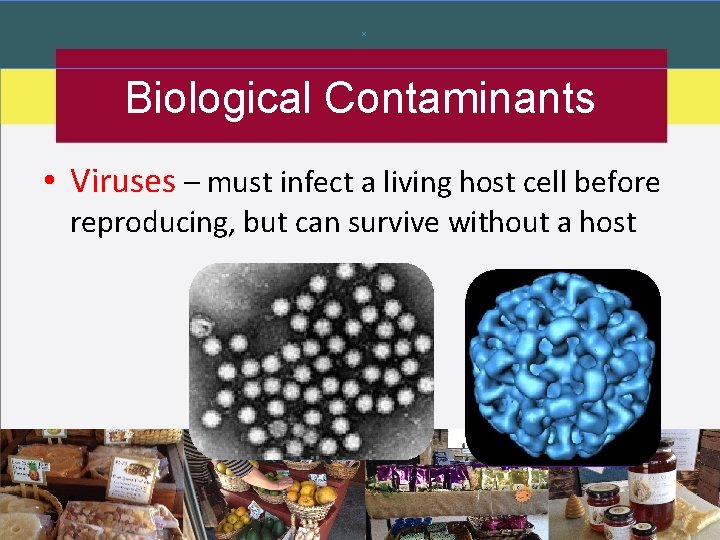 Biological Contaminants • Viruses – must infect a living host cell before reproducing, but Biological Contaminants • Viruses – must infect a living host cell before reproducing, but