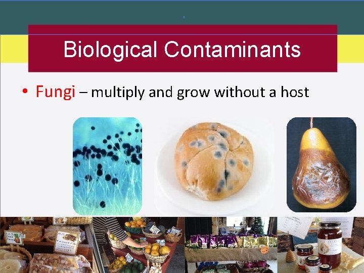 Biological Contaminants • Fungi – multiply and grow without a host Biological Contaminants • Fungi – multiply and grow without a host