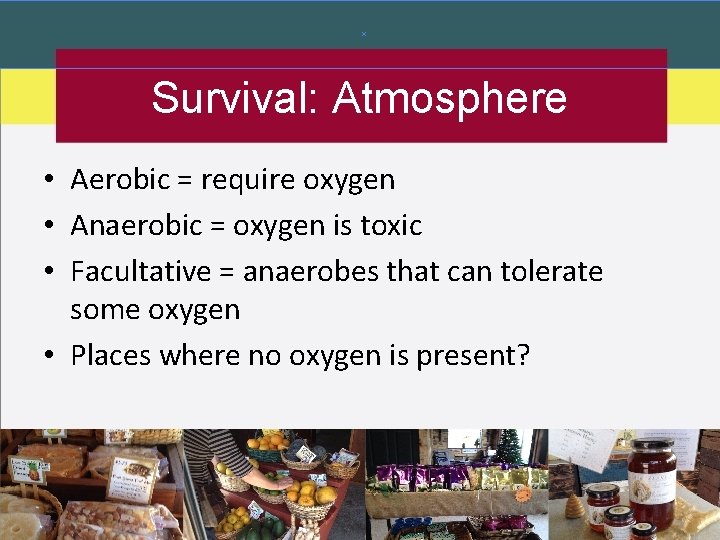 Survival: Atmosphere • Aerobic = require oxygen • Anaerobic = oxygen is toxic • Survival: Atmosphere • Aerobic = require oxygen • Anaerobic = oxygen is toxic •