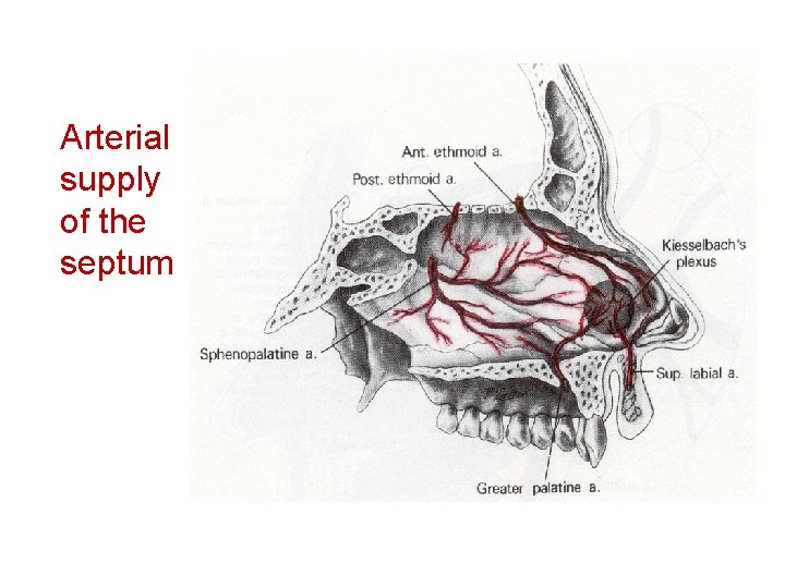 Arterial supply of the septum 