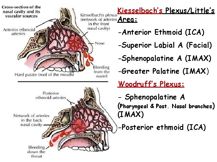 Kiesselbach’s Plexus/Little’s Area: -Anterior Ethmoid (ICA) -Superior Labial A (Facial) -Sphenopalatine A (IMAX) -Greater