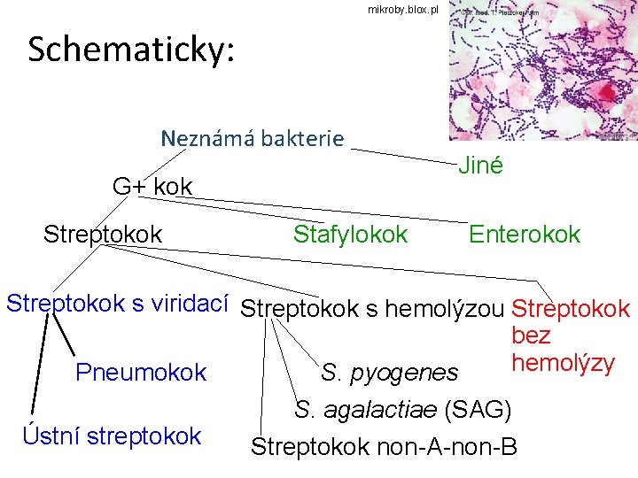 mikroby. blox. pl Schematicky: Neznámá bakterie G+ kok Streptokok Stafylokok Jiné Enterokok Streptokok s