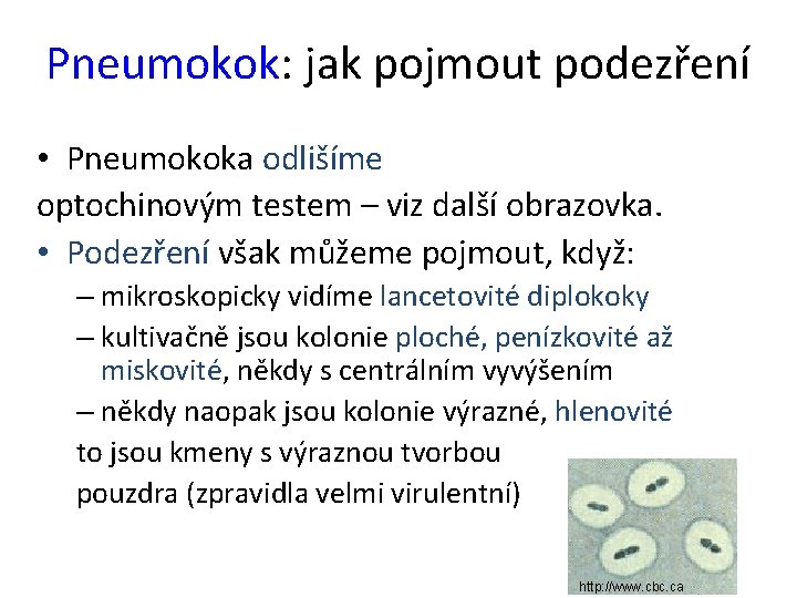 Pneumokok: jak pojmout podezření • Pneumokoka odlišíme optochinovým testem – viz další obrazovka. •