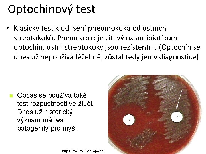 Optochinový test • Klasický test k odlišení pneumokoka od ústních streptokoků. Pneumokok je citlivý