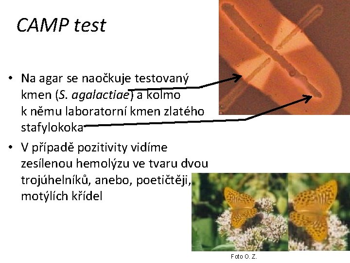 CAMP test • Na agar se naočkuje testovaný kmen (S. agalactiae) a kolmo k