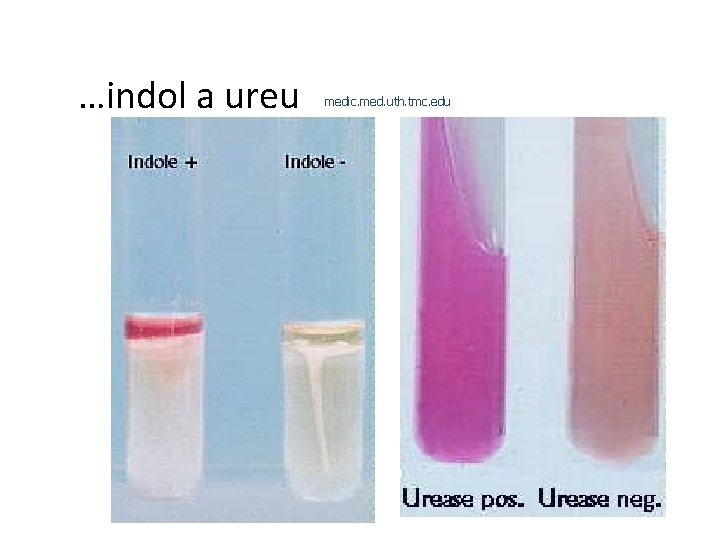 …indol a ureu medic. med. uth. tmc. edu 