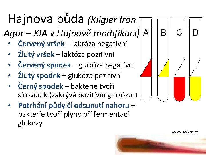 Hajnova půda (Kligler Iron Agar – KIA v Hajnově modifikaci) Červený vršek – laktóza